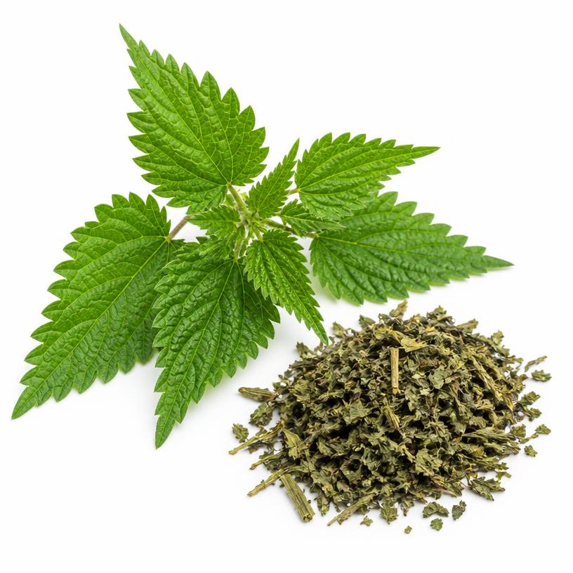 Urtica Dioica